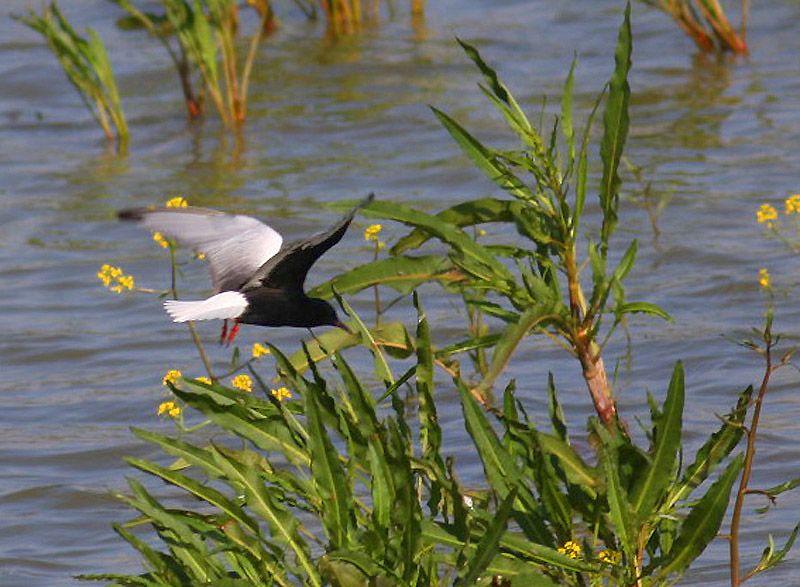 White-winged Tern