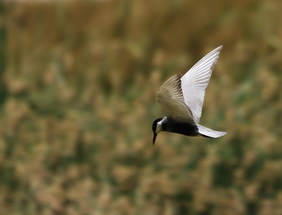Whiskered Tern