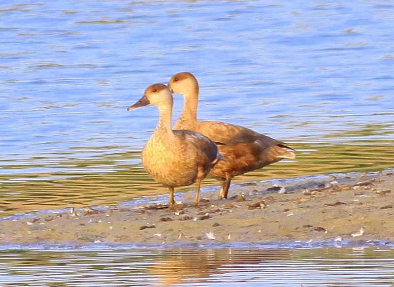 Red-crested Pochard