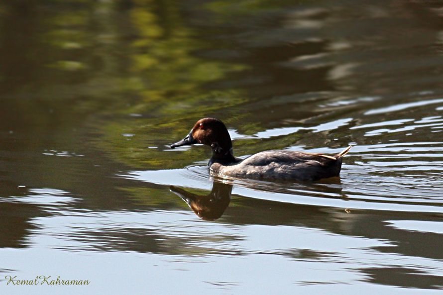 Common Pochard
