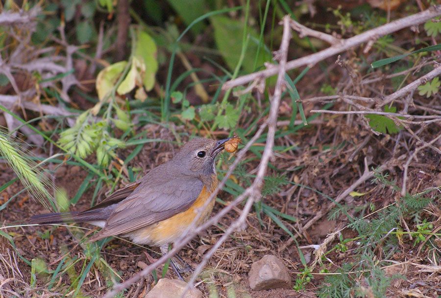White-throated Robin