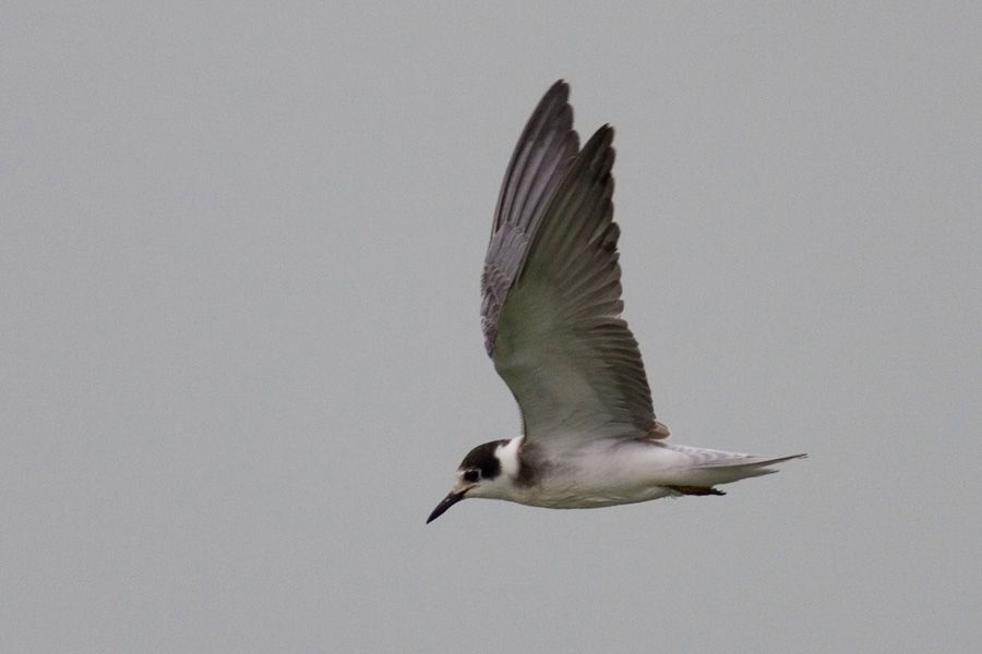 Black Tern