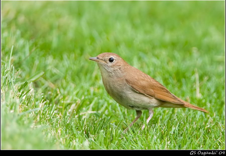 Common Nightingale