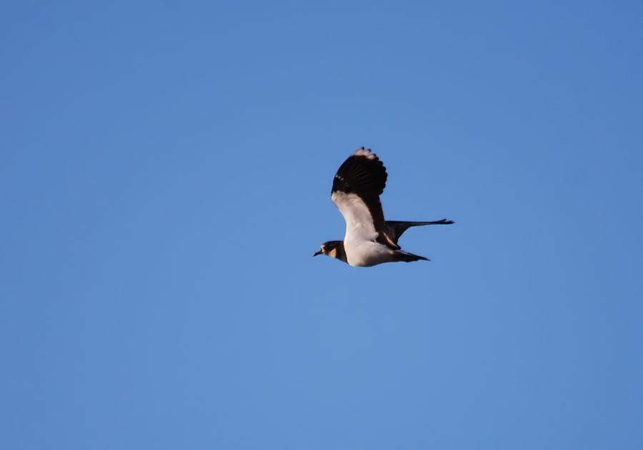 Northern Lapwing