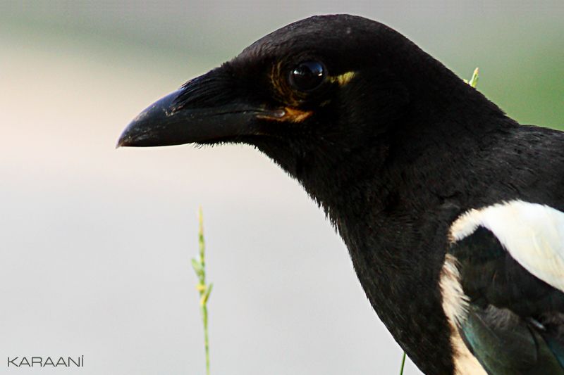Eurasian Magpie