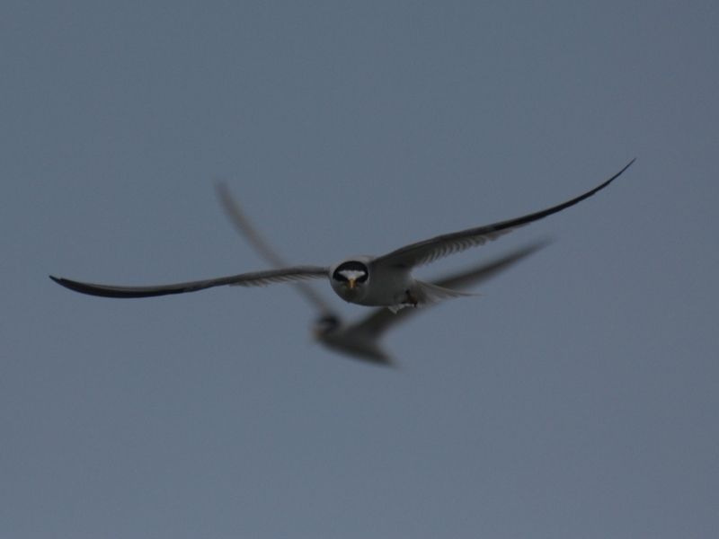 Little Tern