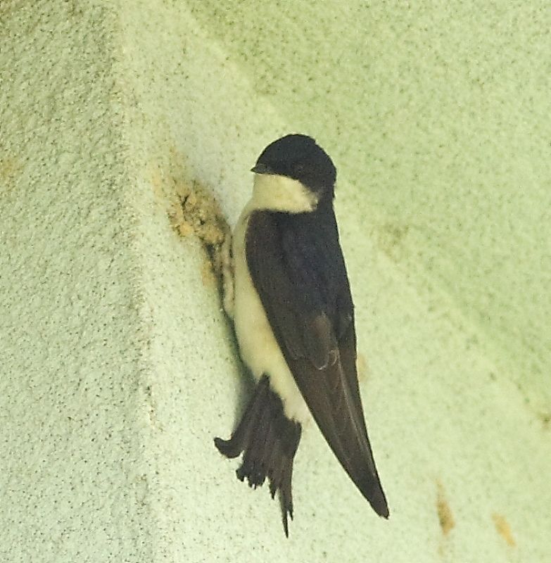 Western House Martin