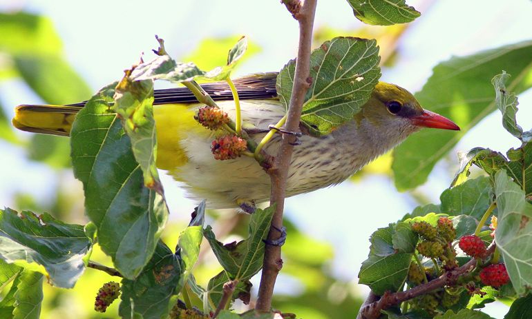Eurasian Golden Oriole