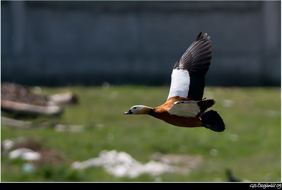 Ruddy Shelduck