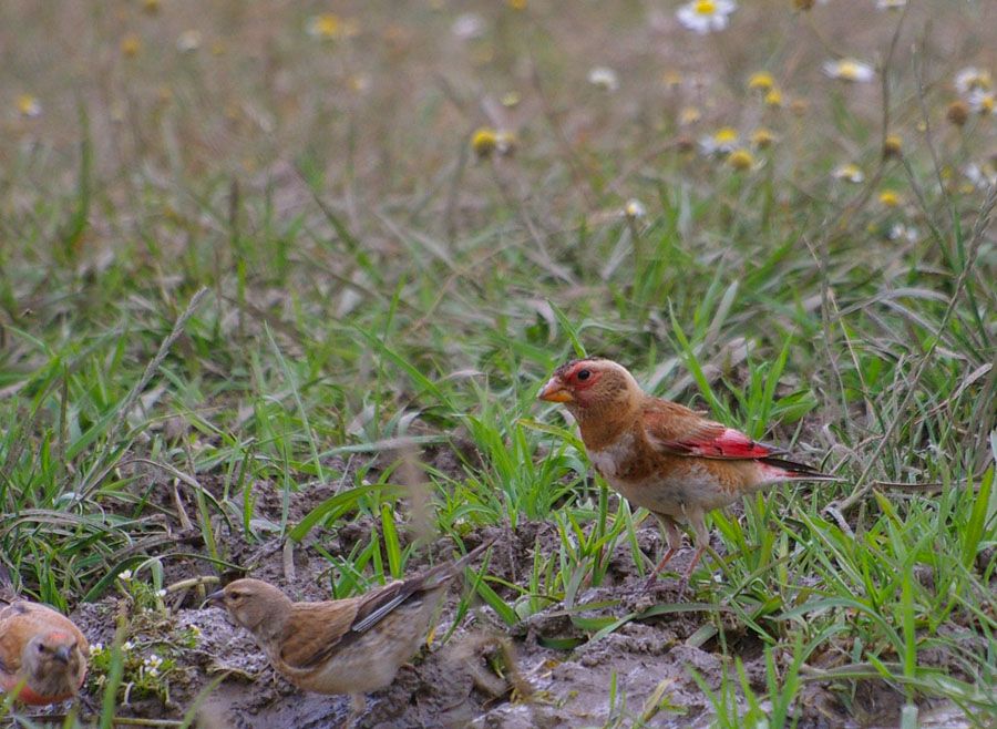 Crimson-winged Finch