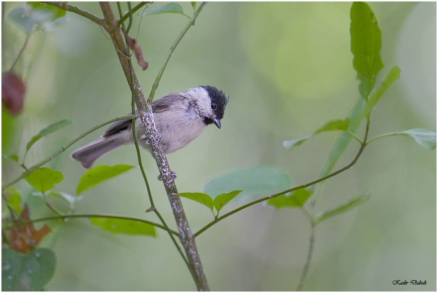 Marsh Tit