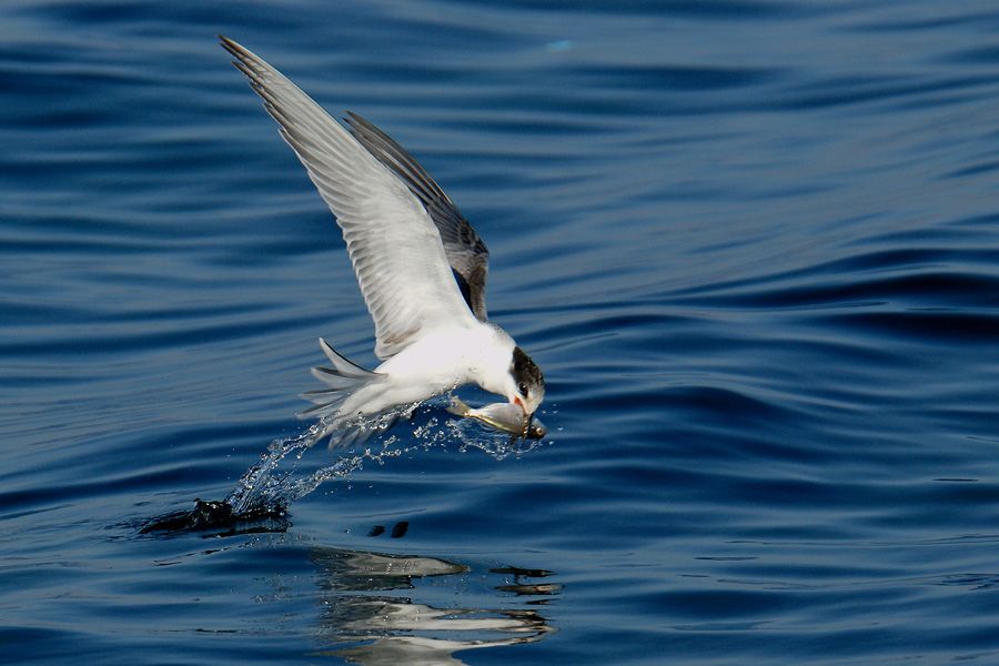 Common Tern