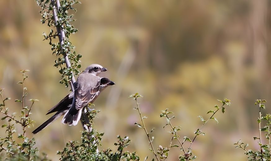 Lesser Grey Shrike