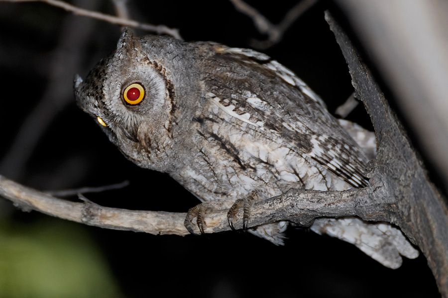 Eurasian Scops Owl