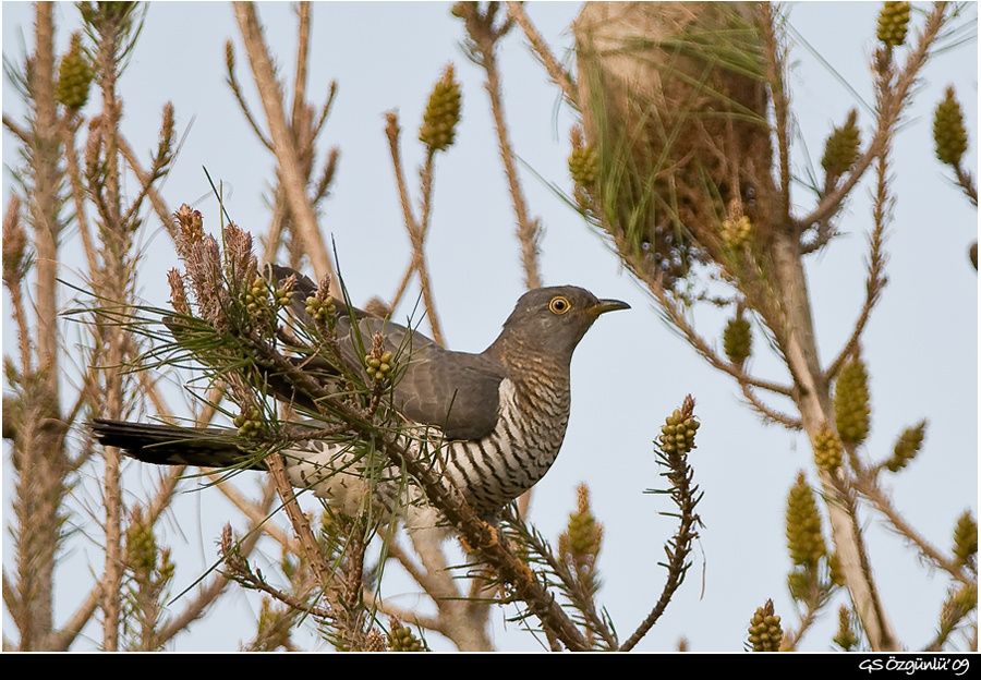 Common Cuckoo