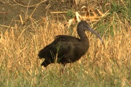 Glossy Ibis