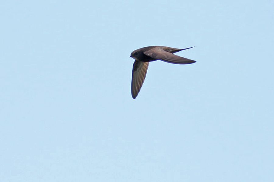 Common Swift