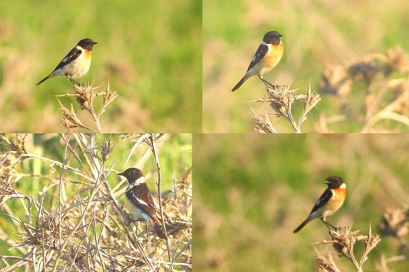 Siberian Stonechat