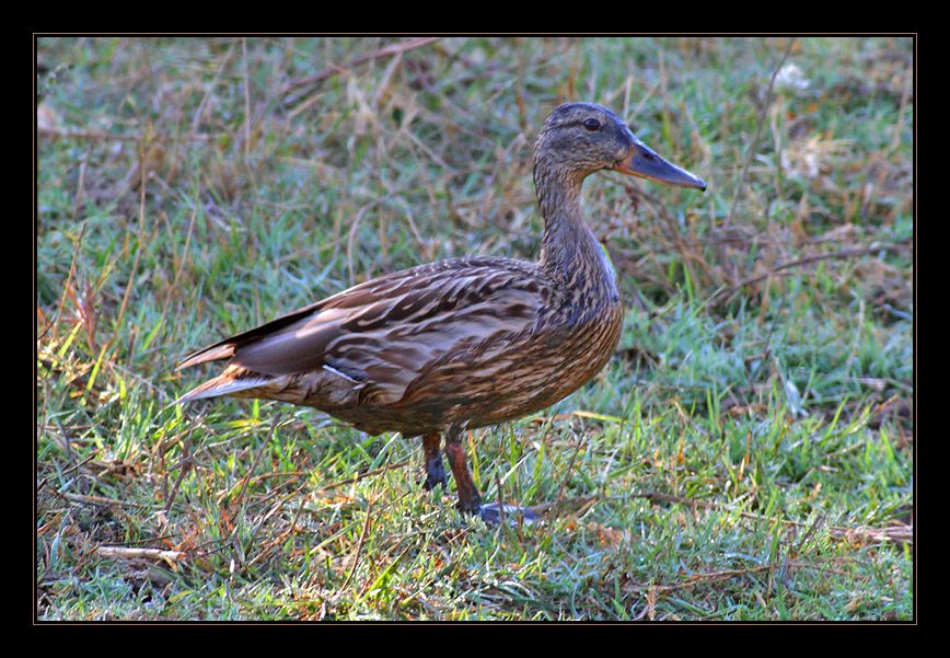 Mallard