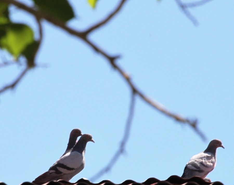 Rock Dove