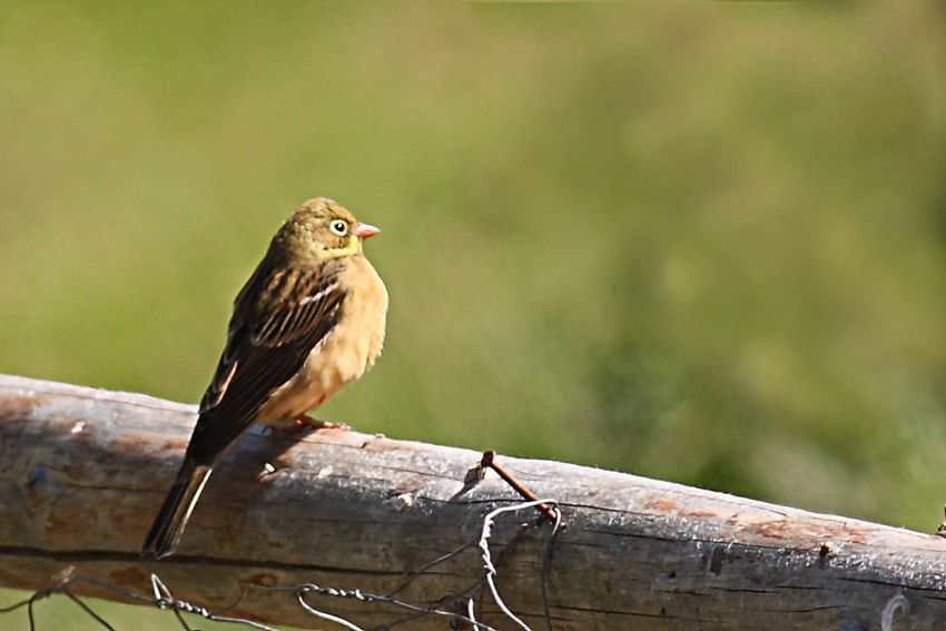 Ortolan Bunting