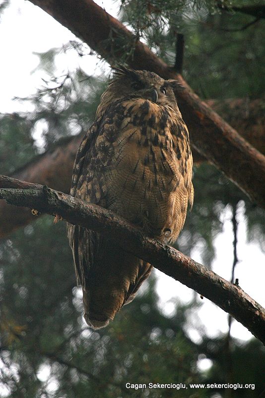 Eurasian Eagle-Owl