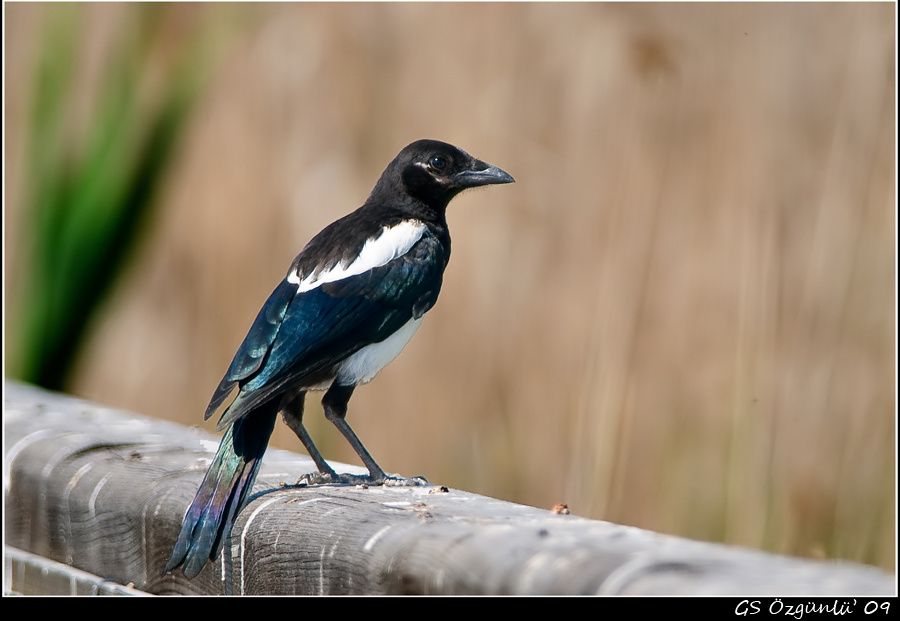 Eurasian Magpie