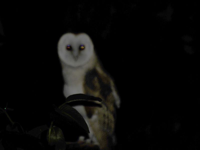 Western Barn Owl