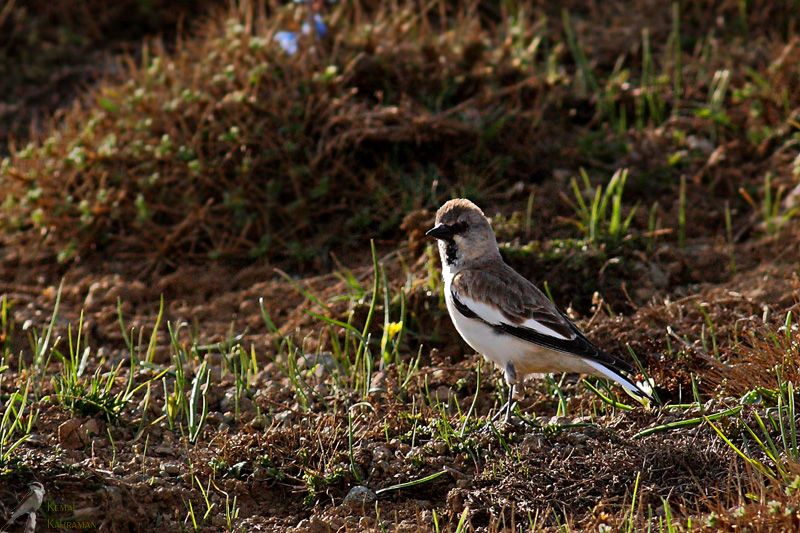 White-winged Snowfinch