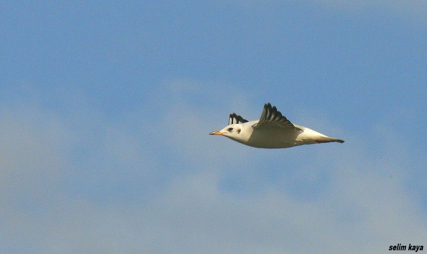 Black-headed Gull