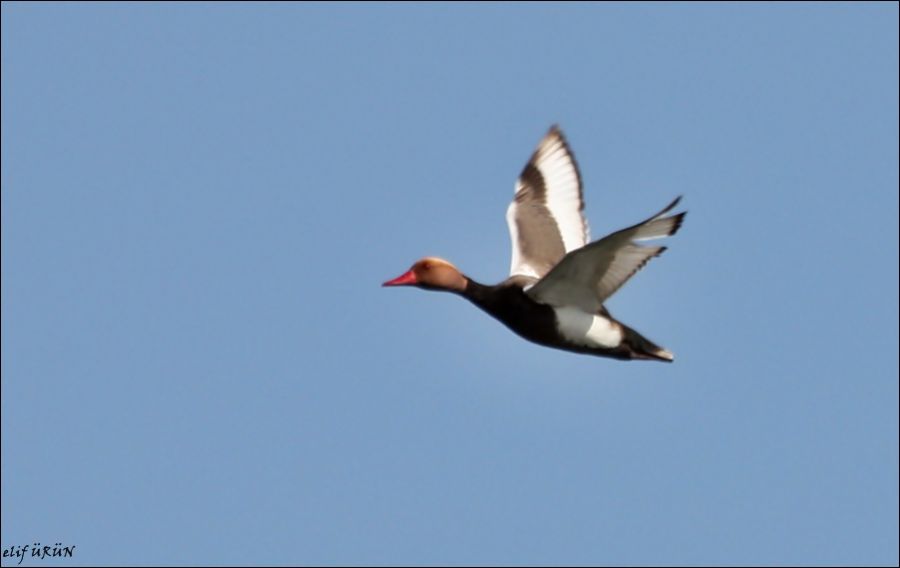 Red-crested Pochard