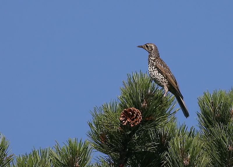 Mistle Thrush