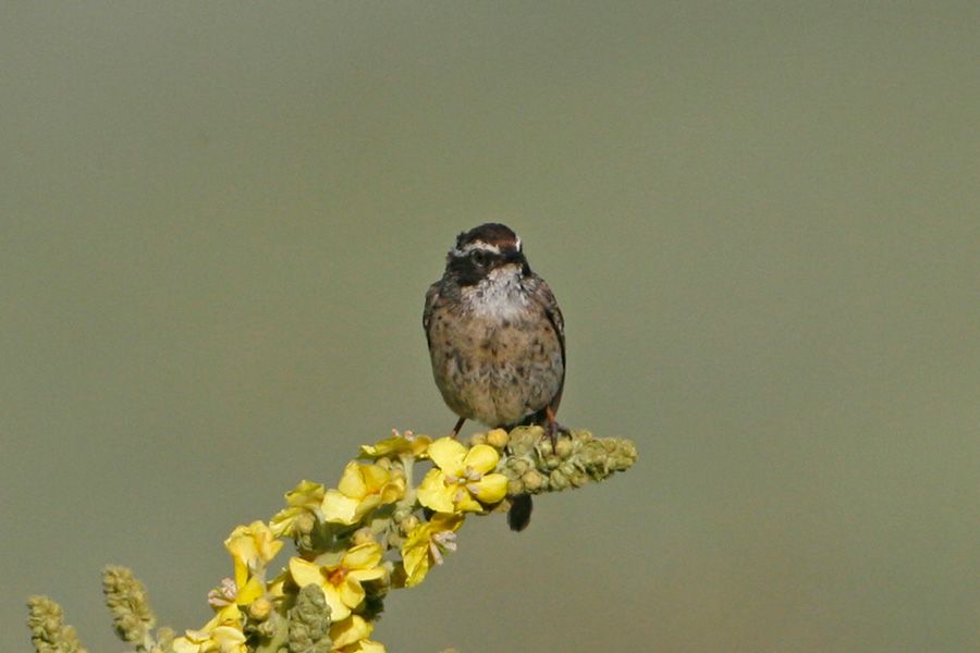 Radde`s Accentor