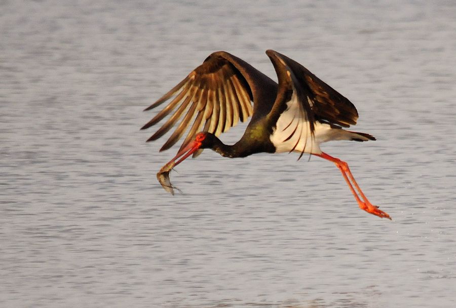 Black Stork