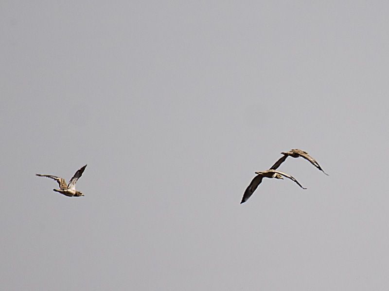 Eurasian Stone-curlew