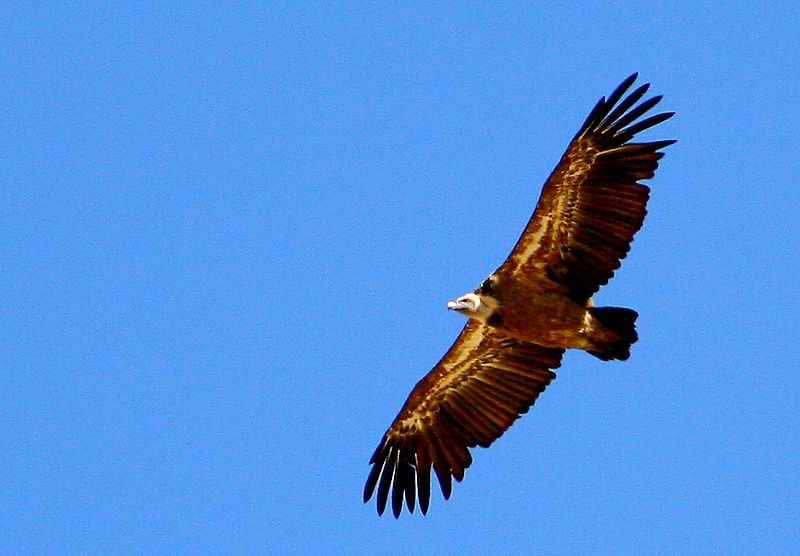 Griffon Vulture