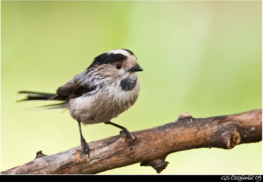 Long-tailed Tit