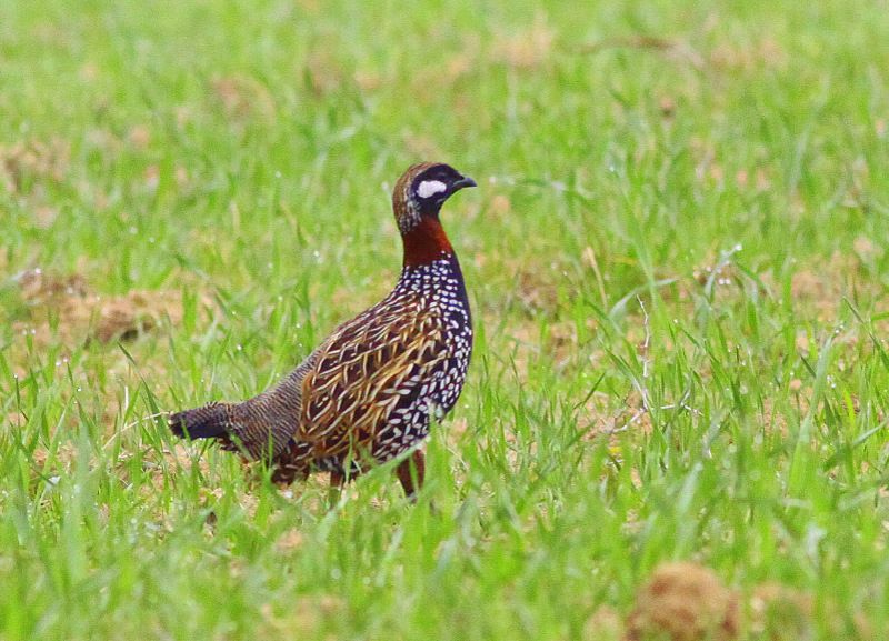 Black Francolin