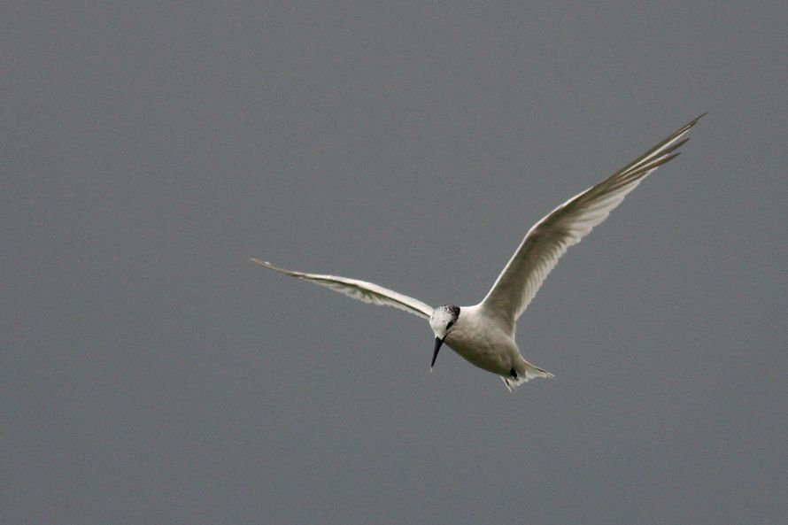 Sandwich Tern