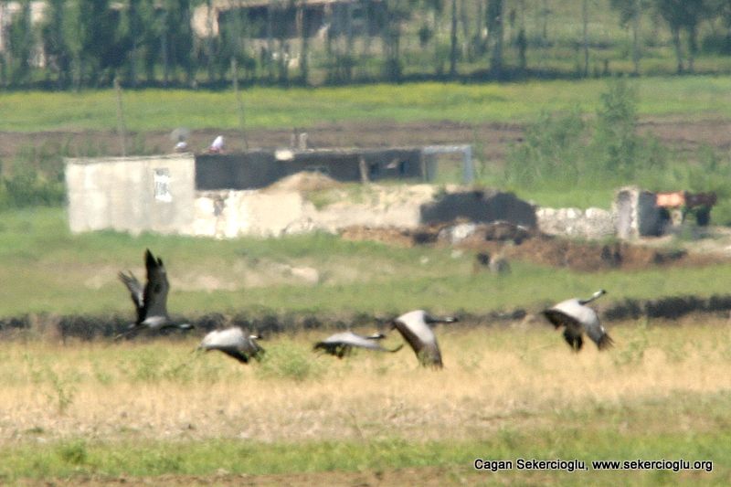 Demoiselle Crane