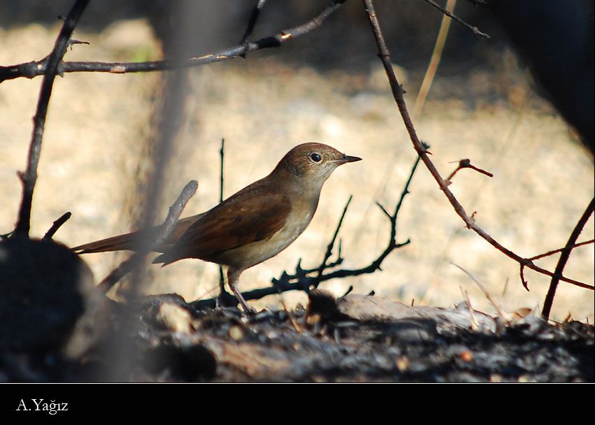 Common Nightingale