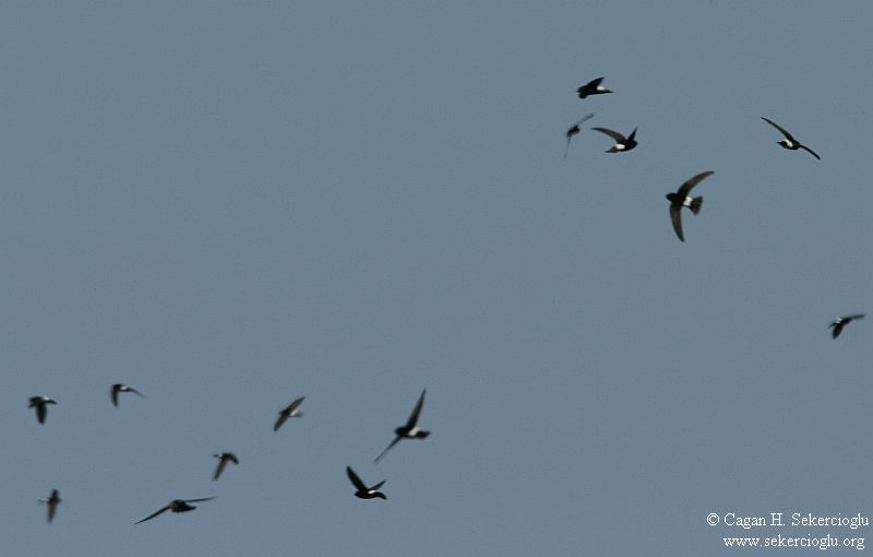 Little Swift