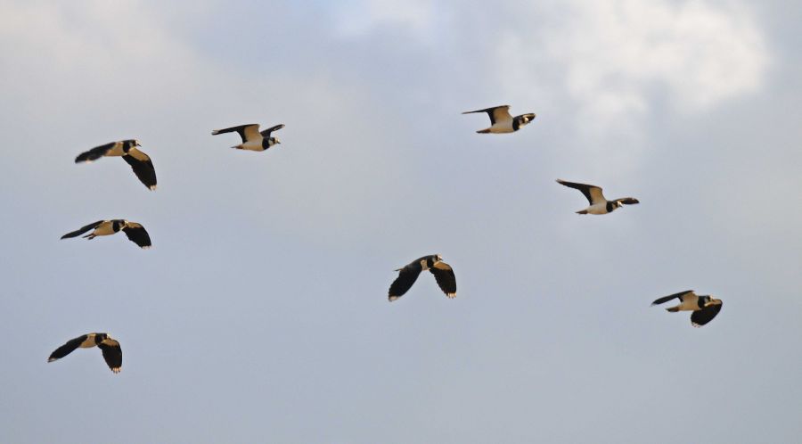 Northern Lapwing