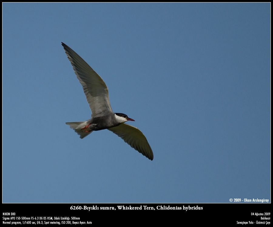 Whiskered Tern