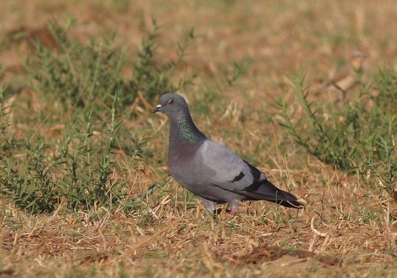 Rock Dove
