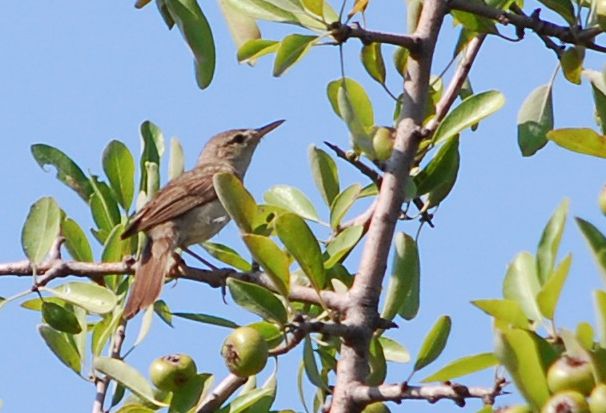 Eastern Olivaceous Warbler