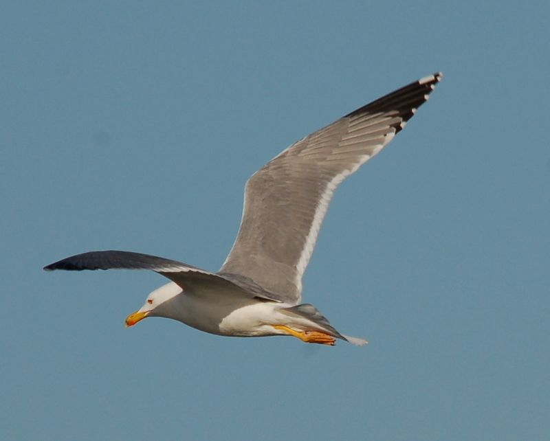 Yellow-legged Gull