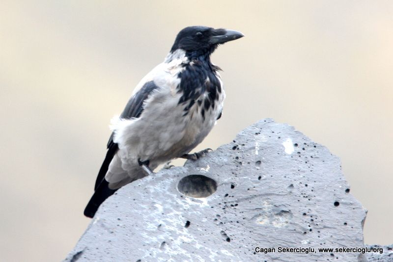Hooded Crow