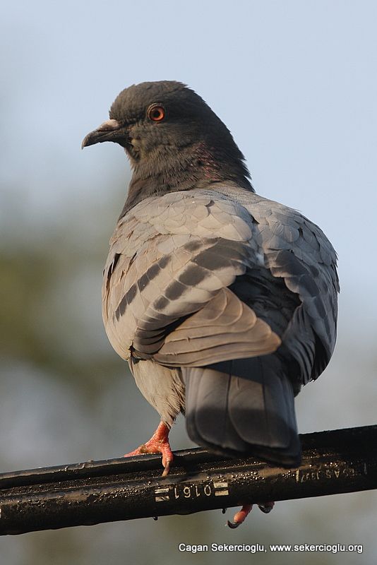 Rock Dove