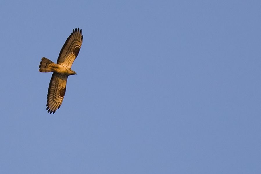 European Honey Buzzard